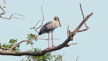 Asyalı Openbill Stork, açık mavi gökyüzüne karşı çorak ağaç dalına tüneyerek doğal yaşam ortamında doğal kuş yaşamını sergiliyordu. Biyolojik çeşitlilik ve koruma.