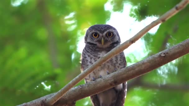 Фокусовані Плямисті Сови Гілці Дерев Природному Лісовому Середовищі Дикій Природі — стокове відео