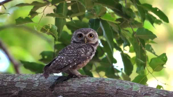 Alert Spotted Owl Perched Tree Branch Vibrant Green Leaves Background — Stock Video