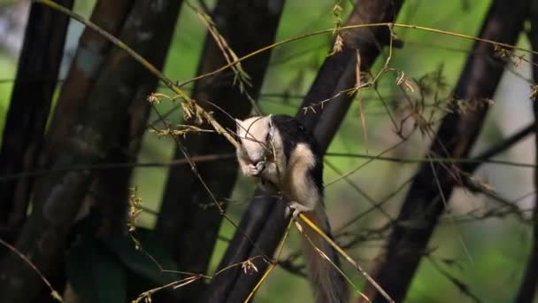Ciekawa Wiewiórka Usiadła Gałęzi Drzewa Pośród Bujnej Zieleni Dzikiej Przyrody — Wideo stockowe