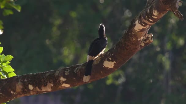 Oriental Pied Hornbill Usadil Tvarované Větvi Přirozeném Prostředí Lesa Pulzujícím — Stock video