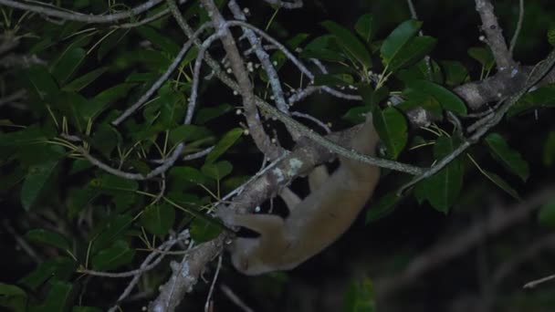 암흑의 덮개의 조밀한 단풍을 통해서 항해하는 Nocturnal 로리스 영장류 서식지 — 비디오