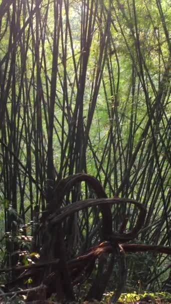 熱帯雨林のキャノピー 密集した絡み合う枝は日光に対して自然なパターンを生み出します 環境保全と自然環境 — ストック動画