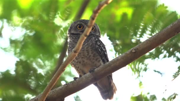 Aves Rapiña Nocturnas Posadas Serenamente Rama Medio Del Follaje Verde — Vídeos de Stock
