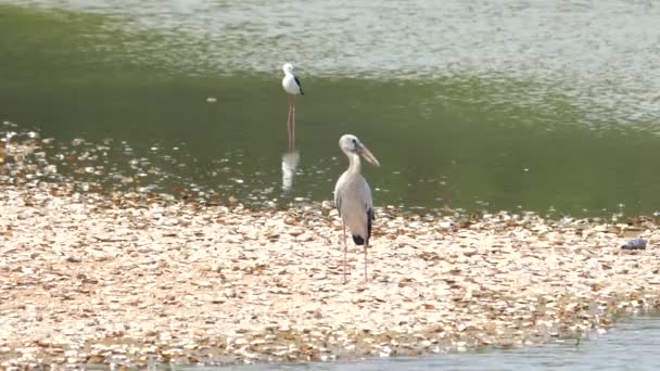 배경에 Egret와 단풍의 아시아 Openbill 스토크 생태계의 다양성 — 비디오