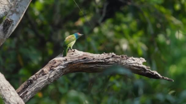 Uccello Variopinto Arroccato Ramo Rustico Ambiente Naturale Sereno Fauna Biodiversità — Video Stock