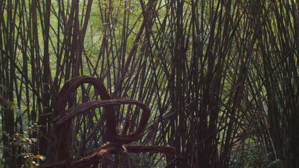 Скручені Лози Щільна Під Щітка Тропічних Лісах Дослідження Природа — стокове відео