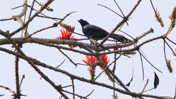 明るい空に向かって開花する枝に覆われた熱帯ドロンゴの鳥は 自然の生息地の生物多様性を示しています 野生生物と植物の共存 — ストック動画