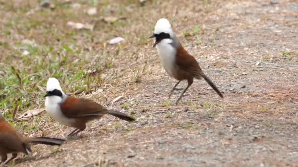 Paire Oiseaux Grive Rieuse Aigrettes Aigrettes Livrant Des Démonstrations Plumage — Video