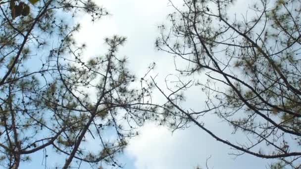 Tall Pine Trees Reach Skyward Clear Day Sparse Foliage Tranquil — Stock Video