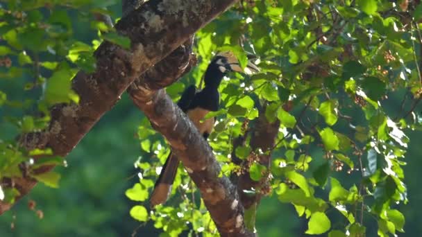 Oriental Pied Hornbill Seděl Větvi Stromu Uprostřed Bujného Zeleného Listí — Stock video