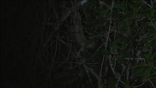 在茂密的树叶中可见的夜间森林氛围与缓慢的落叶松野生生物 — 图库视频影像
