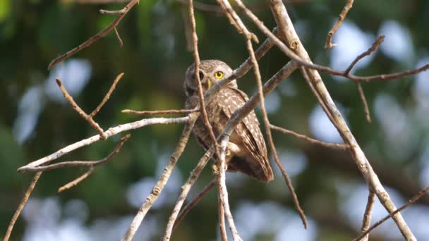 Owl Perched Attentively Tree Branches Natural Habitat Showcasing Wildlife Observation — Stock Video