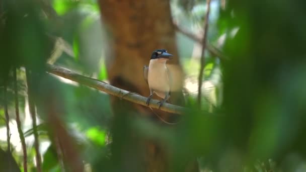 Exotische Vogel Neergestreken Tak Dicht Tropisch Bos Wild Natuurbehoud Rechtenvrije Stockvideo