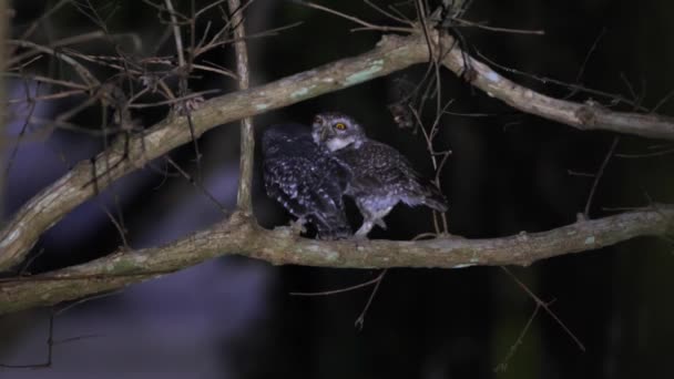 夜幕降临时 成群的斑点猫头鹰栖息在树枝上 自然生境中的野生生物和自然保护 — 图库视频影像