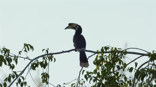 Східний Pied Hornbill Граціозно Всмоктується Гілці Дерева Тлі Чистого Неба — стокове відео
