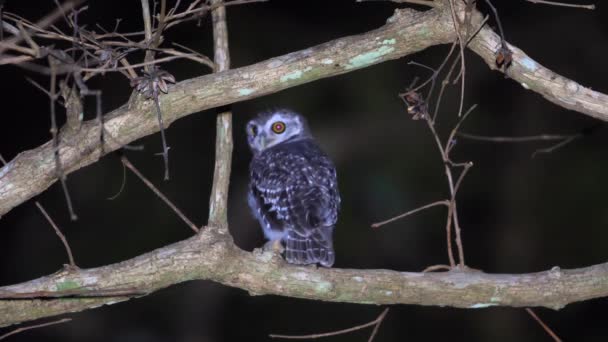 Der Nachtaktive Greifvogel Hockt Auf Einem Ast Vor Dunklem Hintergrund — Stockvideo