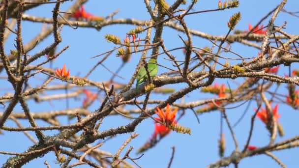 緑色のソングバードは 澄んだ青い空に向かって咲く木の枝の間に浸透しました 静かな環境で自然と野生生物 — ストック動画