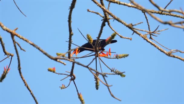 Pássaro Negro Asas Vermelhas Vibrante Empoleirado Entre Ramos Brotantes Contra — Vídeo de Stock