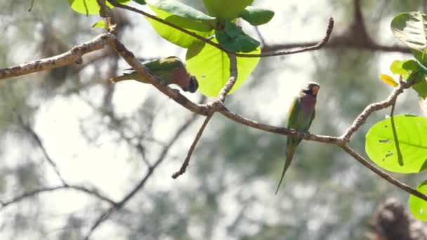 Kolorowe Papużki Siedzące Gałęzi Drzewa Spokojnym Środowisku Naturalnym Zielonymi Liśćmi — Wideo stockowe
