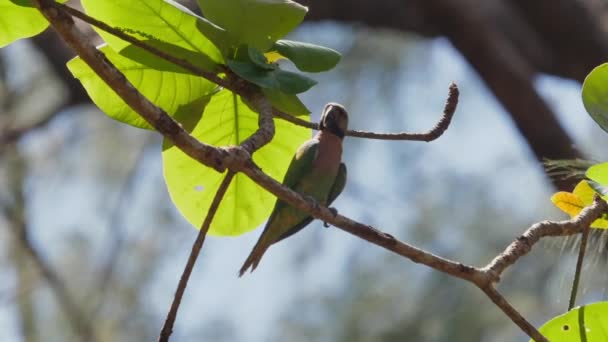고요한 환경에서 이국적인 조류의 아름다움을 보여주는 서식지에 분지에 다채로운 Parakeet — 비디오