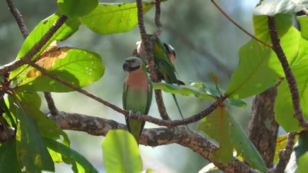 활기찬 사이에 무성한 가지에 다채로운 Parakeet 동물과 자연의 평온을 — 비디오
