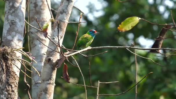 Para Żywych Tropikalnych Ptaków Barbetowych Siedzących Smukłych Gałęziach Bujnym Tle — Wideo stockowe