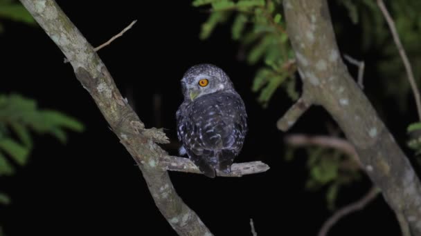Nocny Ptak Drapieżny Usiadł Gałęzi Drzewa Swoim Naturalnym Środowisku Nocy — Wideo stockowe