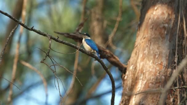 Ptak Kingfisher Usiadł Gałęzi Swoim Naturalnym Środowisku Pokazując Żywe Upierzenie — Wideo stockowe