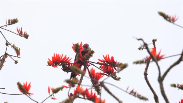 Τρυποκάρυδος Σκαρφαλωμένος Ανάμεσα Ζωηρά Κόκκινα Κοραλλιογενή Λουλούδια Ενάντια Στον Καθαρό — Αρχείο Βίντεο