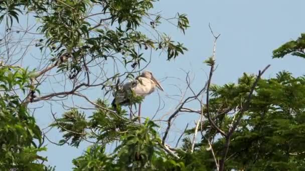 서식지에서 동물을 보여주는 사이에 가지에 위대한 Egret Birdwatching — 비디오