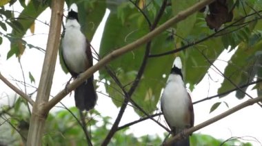 Bir çift beyaz ibikli gülen ardıç kuşu doğal habitat, vahşi yaşam ve kuş gözlemciliğinde yapraklı dallara tünemiş. Vahşi yaşam ve doğa fotoğrafçılığı.