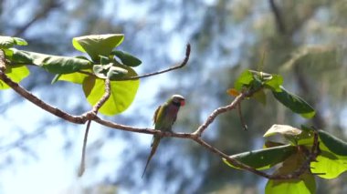 Renkli papağan, yemyeşil yaprakların arasında tropikal ağaç dalına tünemiş, yağmur ormanlarının çeşitli ekosistemlerini gözler önüne seriyordu. Vahşi yaşam ve doğa koruma.