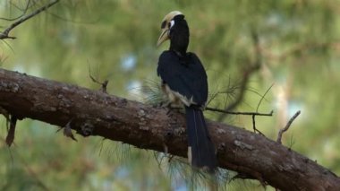 Doğulu Pied Hornbill, arka planda yemyeşil yapraklarla doğal yaşam alanındaki ağaç dalına tünemişti. Vahşi yaşam ve doğa koruma.