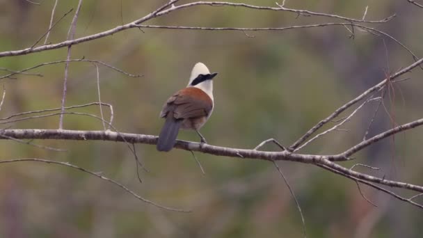 Величні Дикі Птахи Елегантно Проникають Голу Гілку Серед Природних Лісів — стокове відео