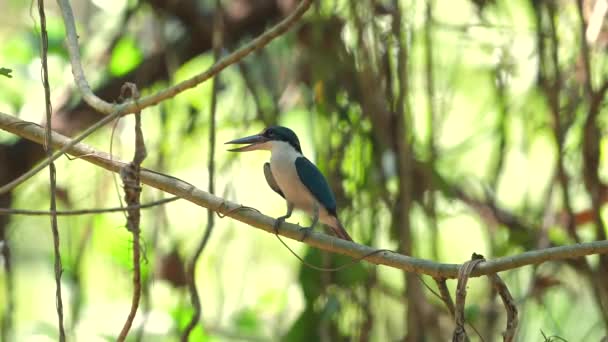 Halsband Eisvogel Hockt Auf Zweigen Natürlichem Lebensraum Und Zeigt Wildtiere — Stockvideo