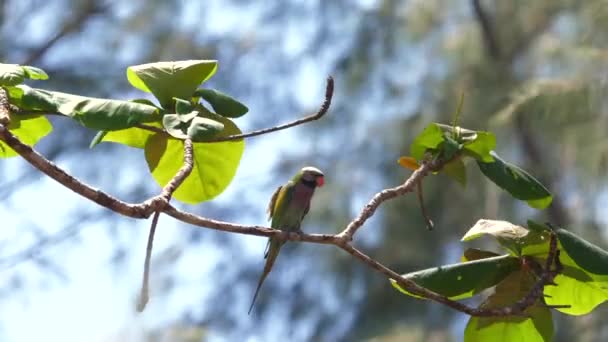 Farbenfroher Papagei Der Auf Einem Tropischen Ast Zwischen Sattgrünen Blättern — Stockvideo
