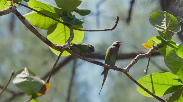 Piros Mellű Papagájok Párja Ült Ágon Természetes Élőhelyen Zöld Lombozattal — Stock videók