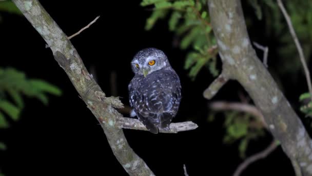 Nocturnal Owl Bird Prey Perched Branch Dark Night Sky Backdrop — Stock Video
