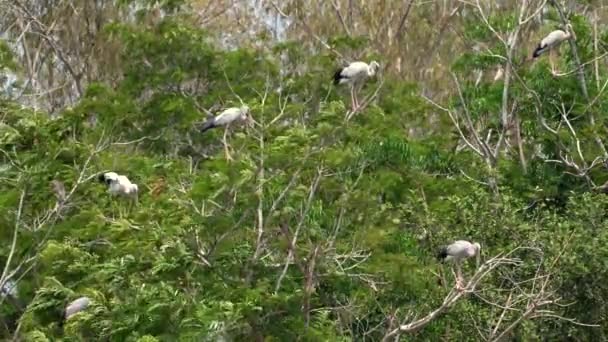 濃い森の中の緑豊かな木の間で巣立ったり休んだりする雄大な野鳥たち 野生生物と自然の生息地の保護 — ストック動画
