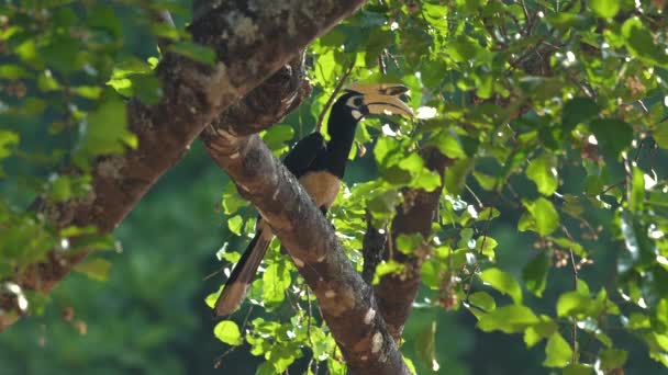Orientalny Pied Hornbill Usiadł Pośród Żywych Zielonych Liści Swoim Naturalnym — Wideo stockowe