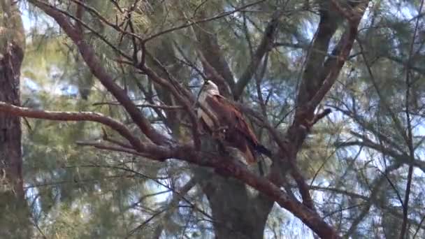 Görkemli Yırtıcı Kuş Orman Ortamının Sükunetinde Sık Çam Dalına Tünemişti — Stok video