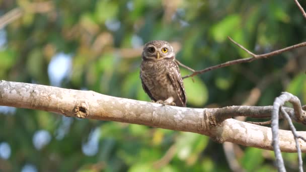 Alert Owl Perched Branch Green Foliage Backdrop Wildlife Nature — Stock Video