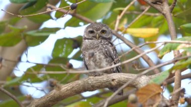 Benekli baykuş sık ormandaki bir dala dikkatle tünemiş, doğal ortamlarında vahşi yaşamı ve çevreyi korumanın önemini gözler önüne sermiş..