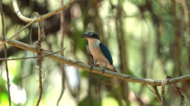 Yakalı Kingfisher, doğal yaşam alanına tünemiş canlı renkler ve bu tropikal kuşun detaylarını sergiliyordu. Vahşi yaşam ve doğa fotoğrafçılığı.