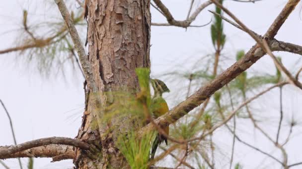 春の初めの季節に枝に覆われた木製の鳥 自然の生息地での野生生物 興味を見ている鳥 — ストック動画