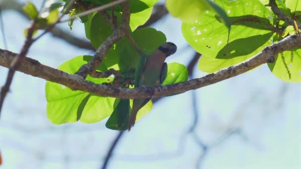 Colorful Bird Perched Discreetly Vibrant Green Leaves Serene Natural Setting — Stock Video