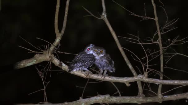 Нічні Совині Птахи Здобичі Встають Гілку Дерева Нічний Час Сови — стокове відео