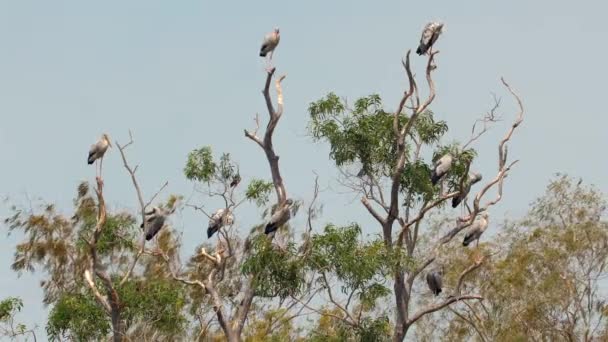 Velká Skupina Asijských Openbill Storks Seděla Listnatých Stromech Svém Přirozeném — Stock video