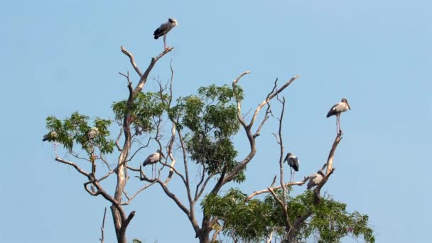 Величественные Птицы Сидели Голых Ветвях Против Ясного Голубого Неба Изображая — стоковое видео